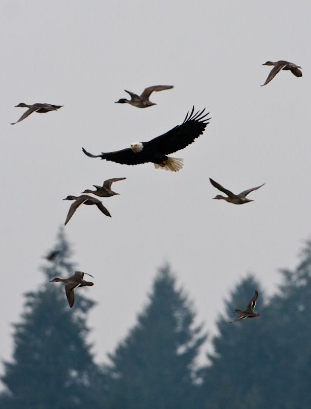 Bald Eagle And Northern Pintails In Flight